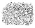 Capillaries of the Air Sac vintage illustration